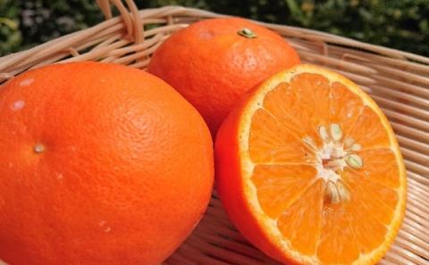 2026年先行予約 セミノール　約3kg 果物類 柑橘類 フルーツ
