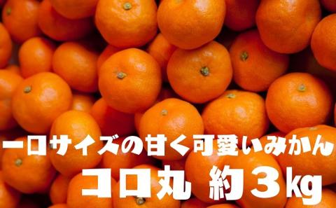 2025年秋よりお届け 瀬戸内　小みかん！コロ丸　約3kg 果物類 柑橘類 フルーツ