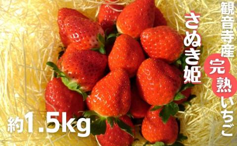 数量限定　苺狩りの食味をお届け！観音寺産完熟いちご（さぬき姫）約1.5kg