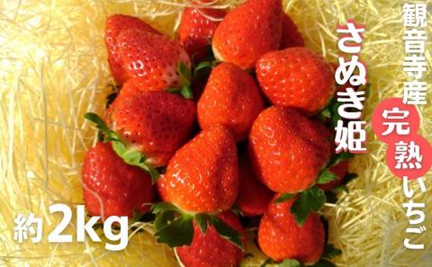 数量限定　苺狩りの食味をお届け！観音寺産完熟いちご（さぬき姫）約2kg