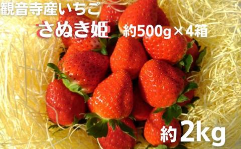 数量限定　観音寺産いちご（さぬき姫）バラ詰め約2kg（約500g×4箱）