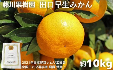 2025年秋よりお届け　田口早生みかん　約10kg 香川県産 フルーツ 果物類 柑橘類