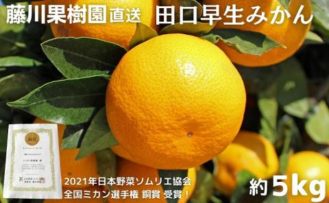 2025年秋よりお届け 田口早生みかん　約5kg 果物類 柑橘類 柑橘 ミカン フルーツ 蜜柑 くだもの