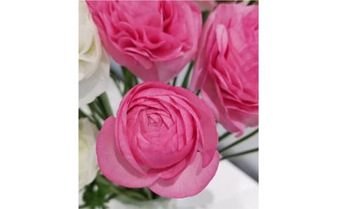 【年内発送】ラナンキュラス「てまり（桃系色）」切花50本