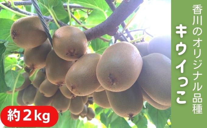 キウイっこ　約2kg 果物 フルーツ デザート 間食 おやつ 食