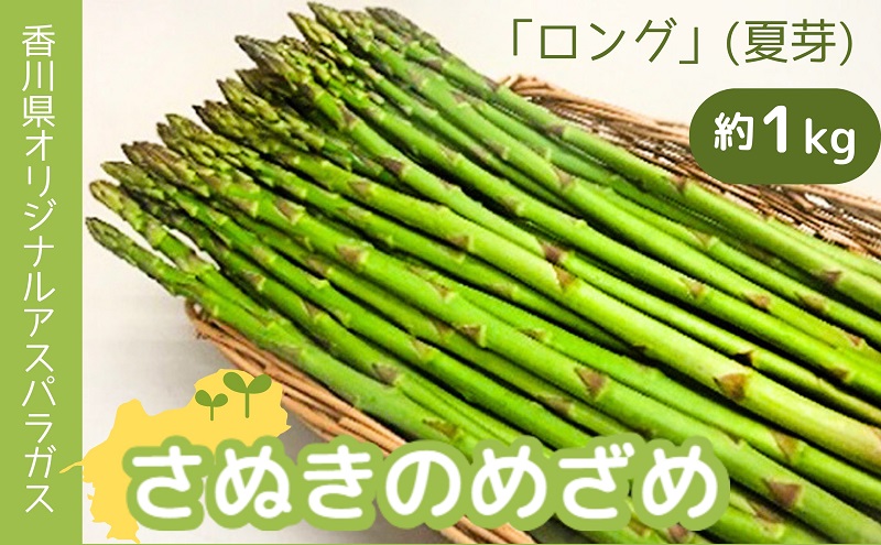 香川県オリジナルアスパラガス「さぬきのめざめロング」(夏芽) 約1kg 野菜 野菜セット