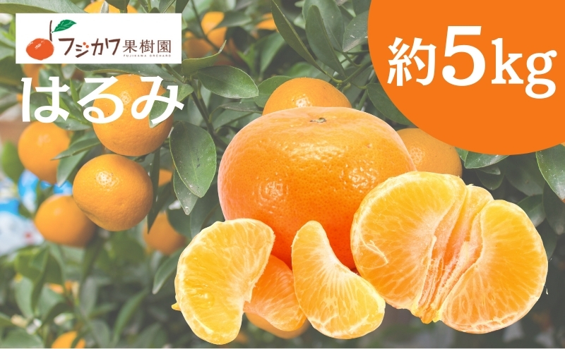 2026年先行予約 はるみ 約5kg 果物類 柑橘類 フルーツ みかん デコポン
