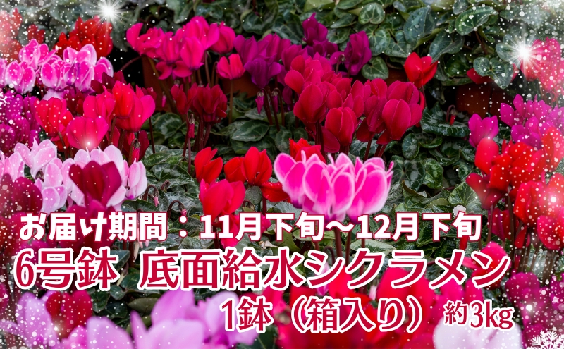 6号鉢 底面給水シクラメン 1鉢（箱入り）