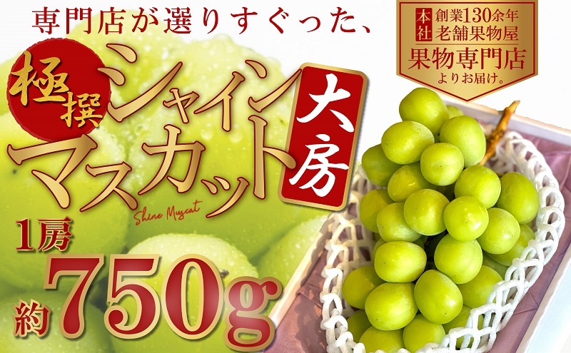 【2026年8月中旬より順次発送】 極撰！大房シャインマスカット 1房（約750g） 果物 ぶどう フルーツ 飴色 輝く 高糖度 風味 果皮 口どけ パリッ ジューシー 果肉 種なし パクパク 老舗 果物屋