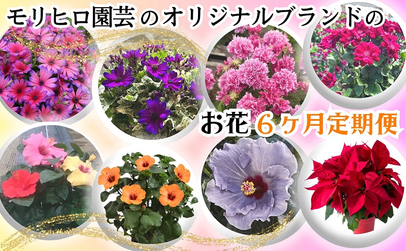 モリヒロ園芸のオリジナルブランドのお花6ヶ月定期便