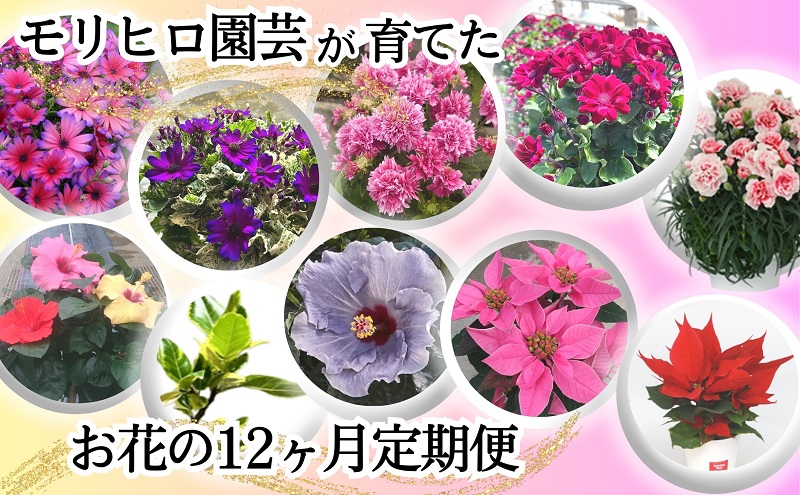 モリヒロ園芸が育てたお花の12ヶ月定期便
