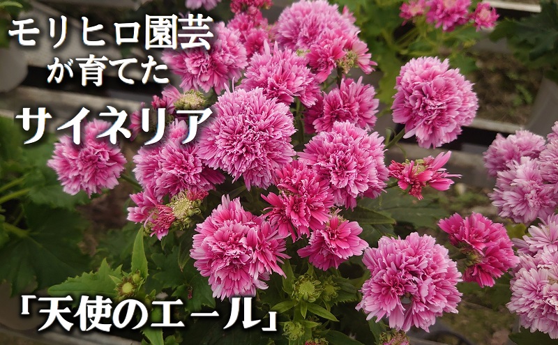 モリヒロ園芸が育てたサイネリア「天使のエール」