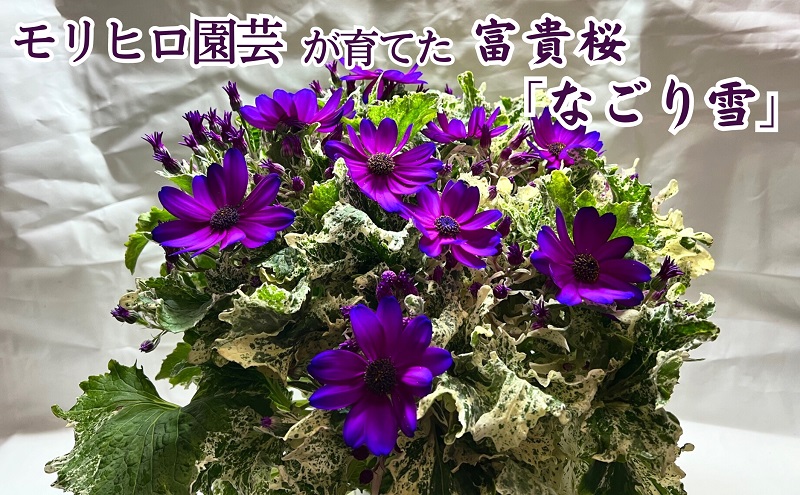 モリヒロ園芸が育てた富貴桜「なごり雪」