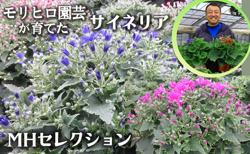 モリヒロ園芸が育てたサイネリア「MHセレクション」