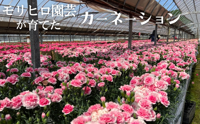 モリヒロ園芸が育てたカーネーション