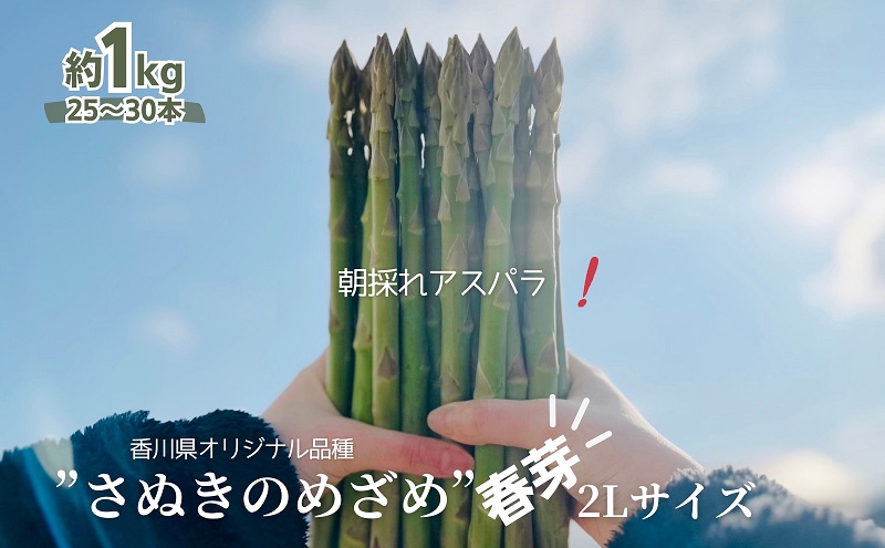 朝採れ アスパラ【さぬきのめざめ】春芽 2Lサイズ　約1kg （