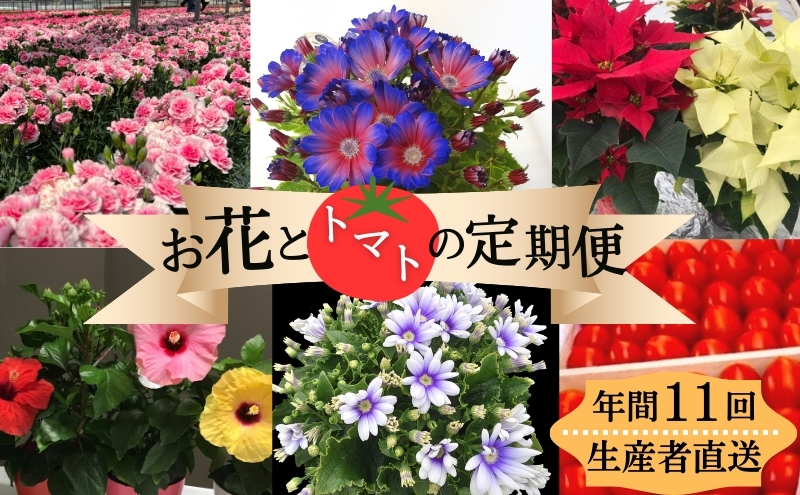 モリヒロ園芸が育てたお花とトマトの定期便（年間11回） 