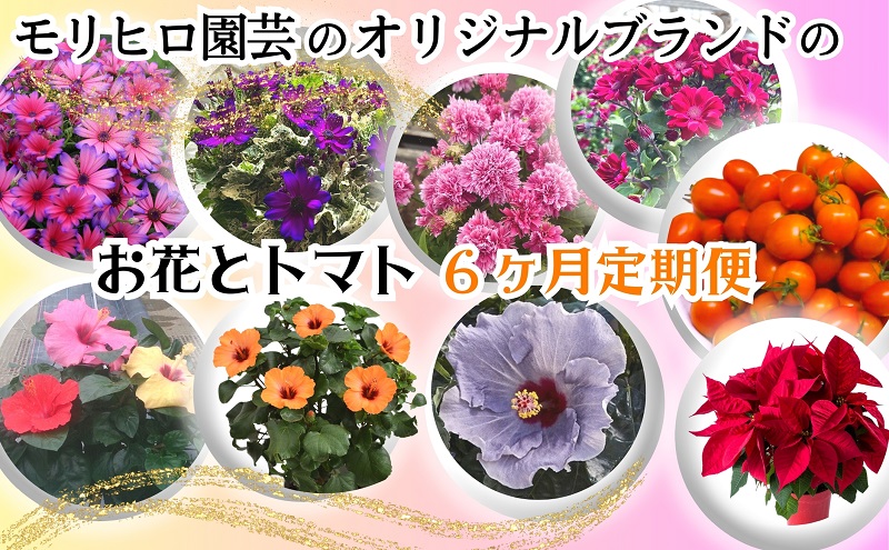 モリヒロ園芸のオリジナルブランドのお花とトマト6ヶ月定