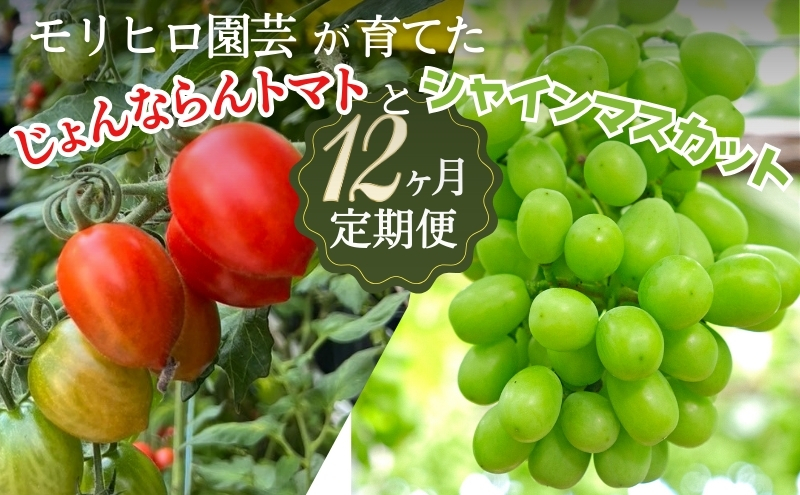 モリヒロ園芸が育てたじょんならんトマトとシャインマス