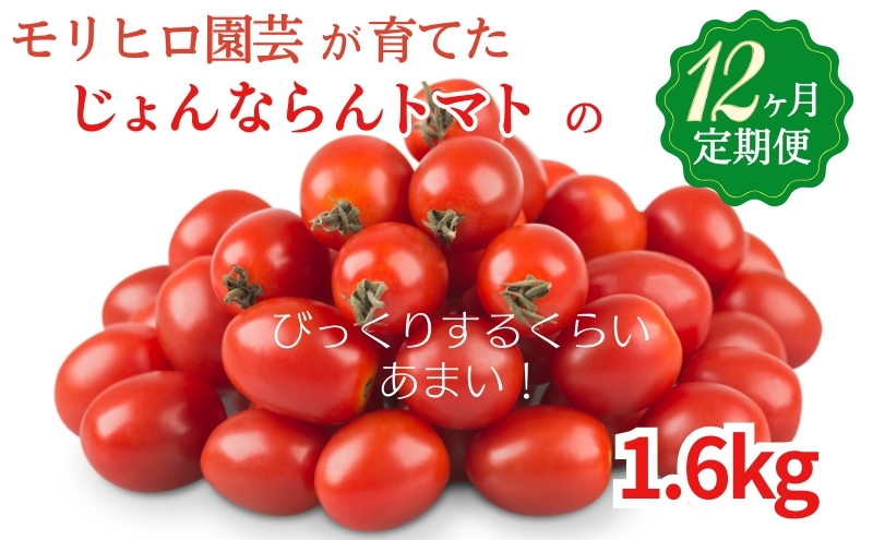 モリヒロ園芸が育てたじょんならんトマトの12ヶ月定期便 