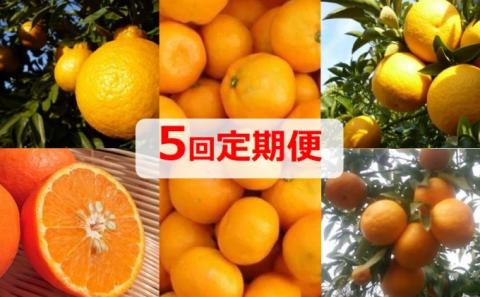 定期便 5回 みかん フジカワ果樹園オリジナル・新季節の柑橘セット
