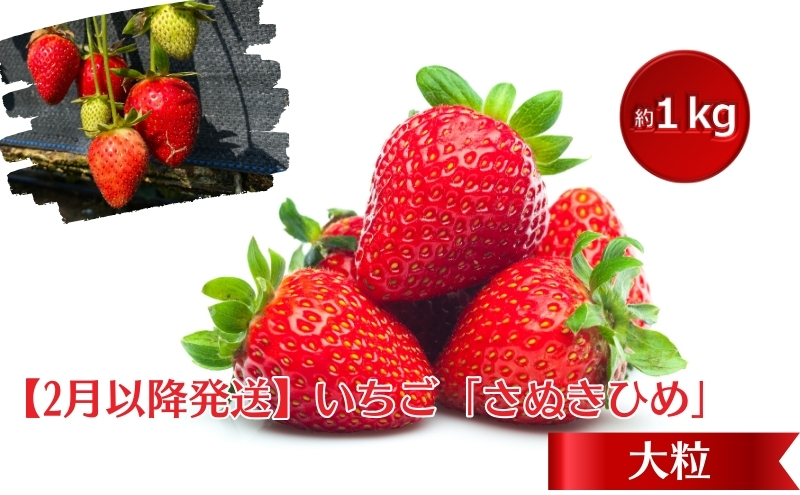 【2月より発送開始】いちご「さぬきひめ」大粒 約1kg 【配