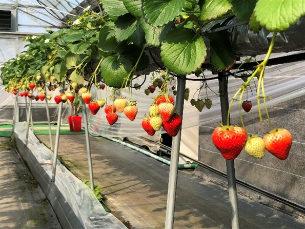 いちご「さぬきひめ」約1kg 果物類 いちご 苺 イチゴ フルー