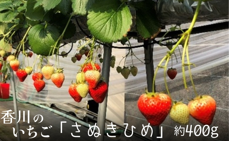 いちご「さぬきひめ」化粧箱入り約400g 果物類 苺 イチゴ フ