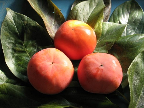 富有柿 約3.5kg 果物類 フルーツ 柿