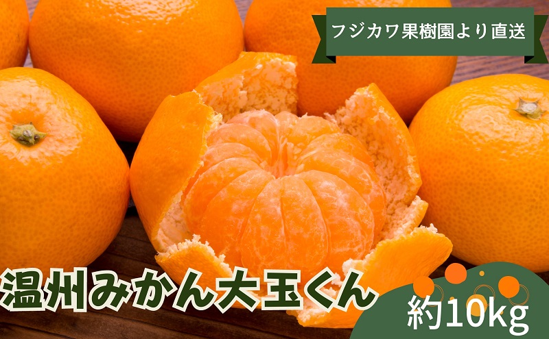 2026年秋よりお届け 温州みかん大玉くん　約10kg 果物類 柑橘