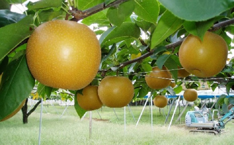 ホウナンの梨（あきづき）約5kg 果物 フルーツ ナシ 先行予