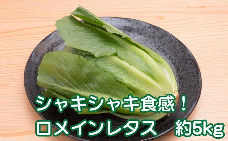 シャキシャキ食感！　ロメインレタス　約5kg 野菜 野菜セッ
