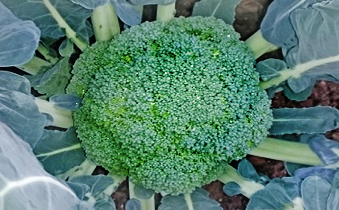 鮮度抜群！ブロッコリー 約2.5kg 野菜 野菜セット