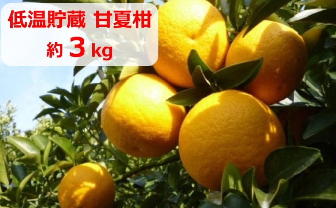 【2026年先行予約】低温貯蔵　甘夏柑　約3kg 果物類 柑橘類