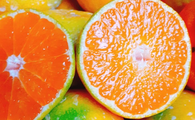 2026秋よりお届け 高糖度温州みかん（由良早生）約5kg 果物