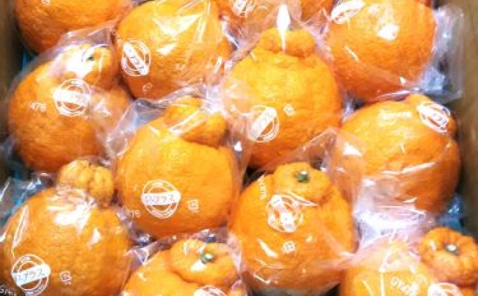 【2026年先行予約】低温貯蔵ハウス不知火　約5kg 果物類 柑