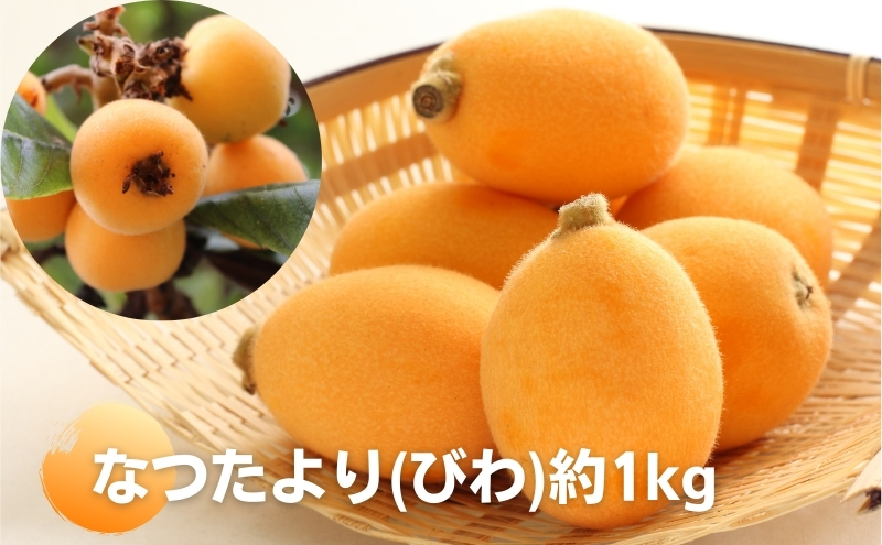 なつたより（びわ）約1kg さぬき産フルーツ 果物類 枇杷