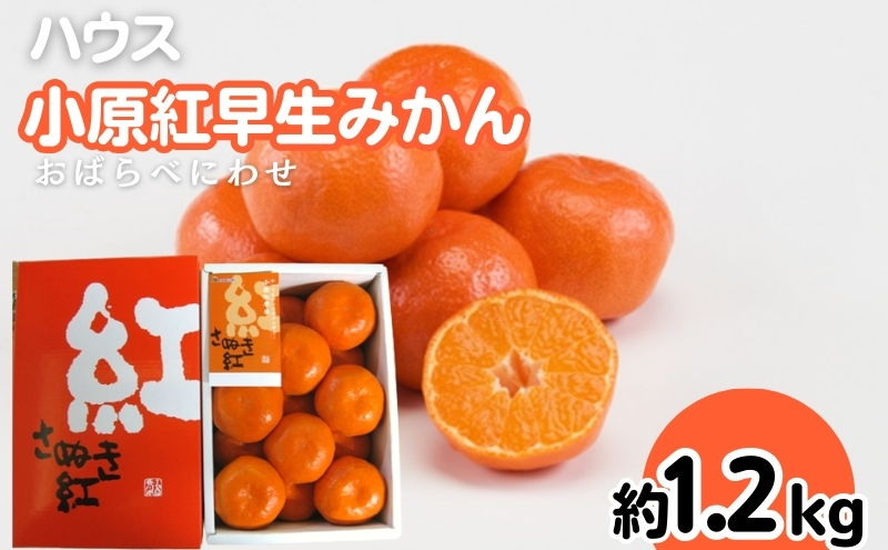 ハウス 小原紅早生 みかん 約1.2kg化粧箱 果物類 柑橘類 フル
