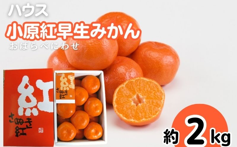ハウス 小原紅早生 みかん 約2kg化粧箱 果物類 柑橘類 フル
