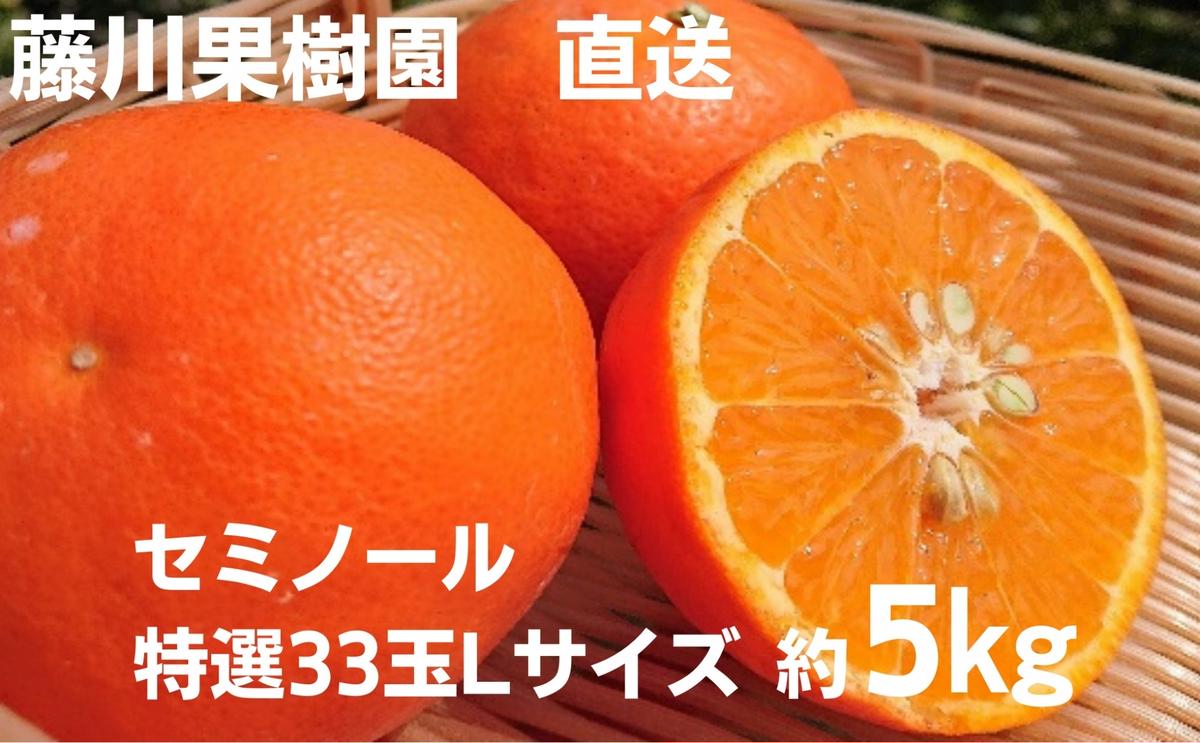 2026年先行予約 セミノール 特選33玉 Lサイズ 約5kg 果物類 柑