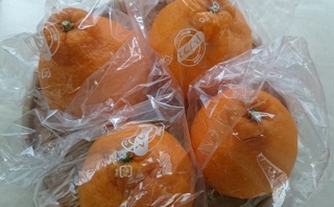 【2026年先行予約】低温貯蔵 ハウス 不知火　約3kg フルーツ