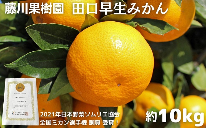 2026年秋よりお届け 田口早生みかん　約10kg 香川県産 フルー