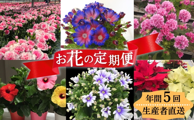 モリヒロ園芸が育てたお花の定期便（年間5回） 植物 瀬戸