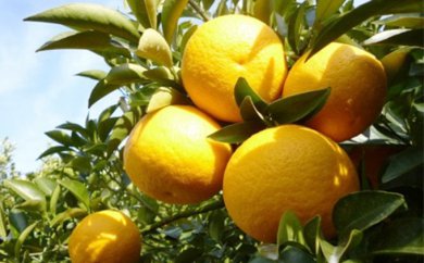 【2026年先行予約】低温貯蔵　特選甘夏柑約10kg みかん 柑橘