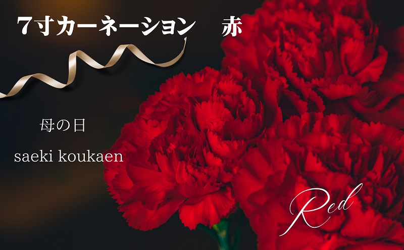 【2026年 母の日 先行予約】7寸カーネーション　赤 母の日ギ