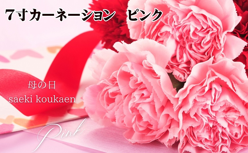【2026 母の日 先行予約】7寸カーネーション　ピンク 母の日