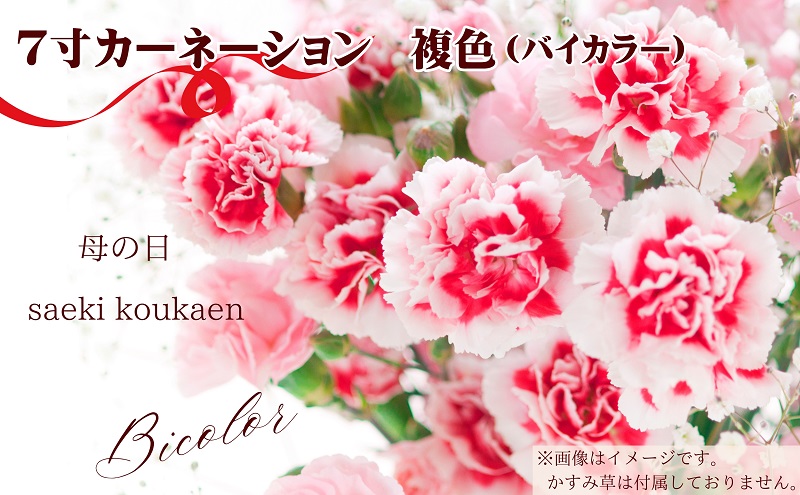 【2025 母の日 先行予約】7寸カーネーション　複色（バイカ