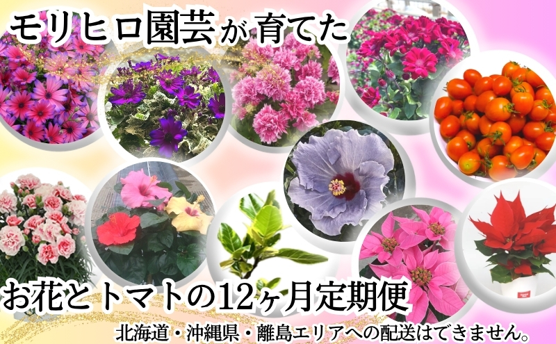 モリヒロ園芸が育てたお花とトマトの12ヶ月定期便 植物 野