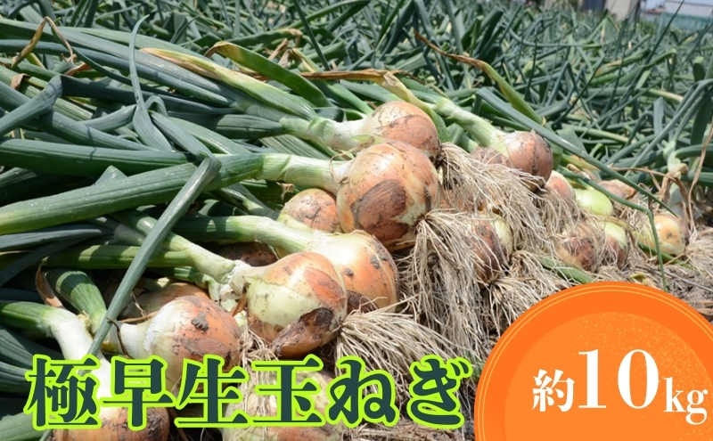 極早生玉ねぎ 約10kg