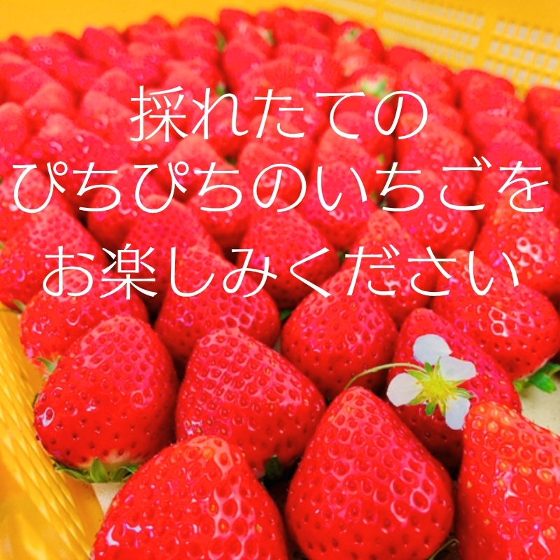 かわさきふるーつ園 直送 さぬきひめ 苺 約400g